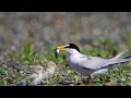 燕鸥 Least Tern eating fish