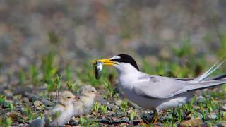 燕鸥 Least Tern eating fish