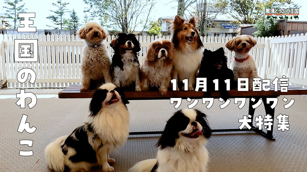 犬 王国のわんこ Dogs Meet The Dogs Youtube