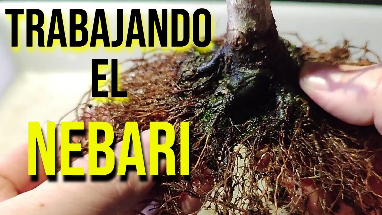 Cómo trabajar un Nebari de Acer Palmatum - BONSAI