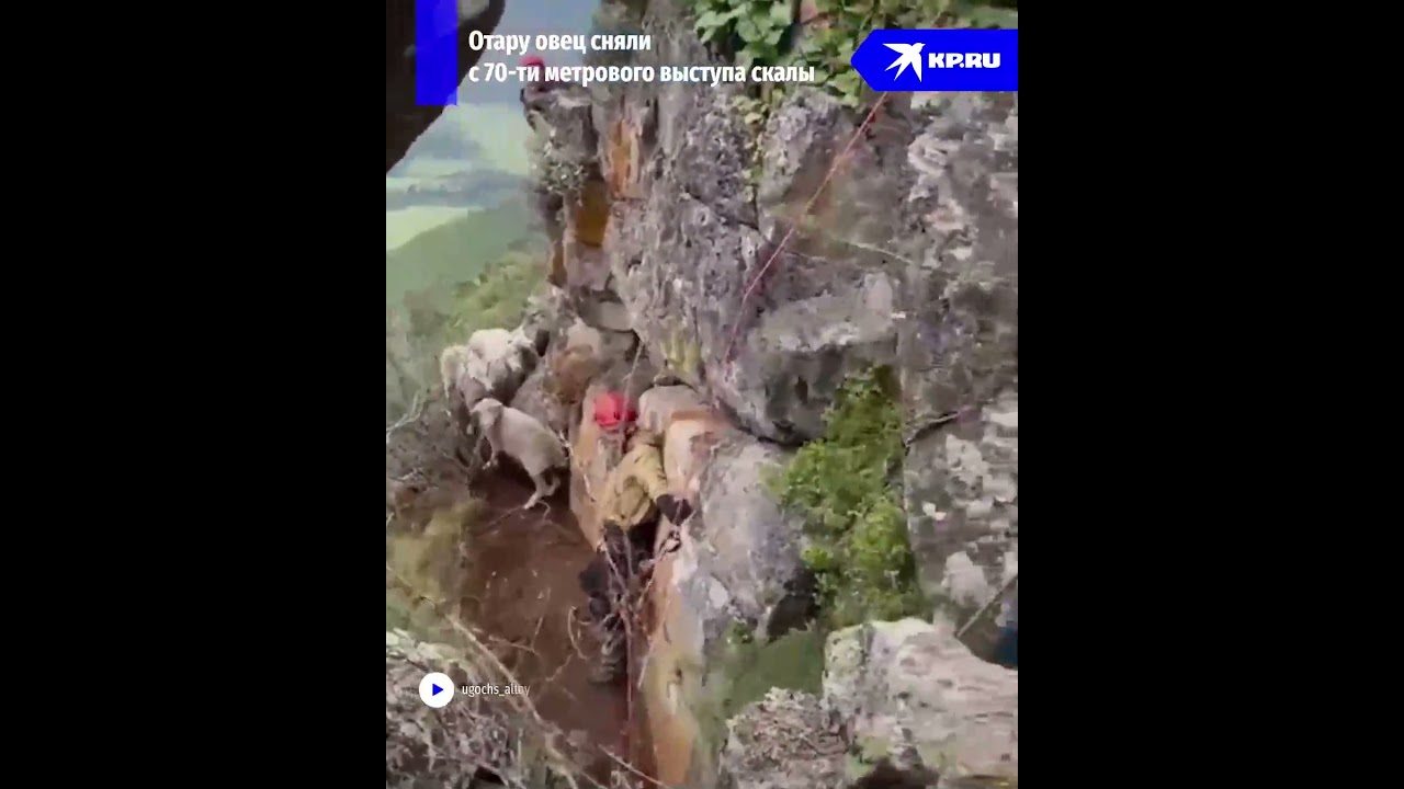 Спасатели сняли отару овец с 70-ти метрового выступа скалы в Республике Алтай