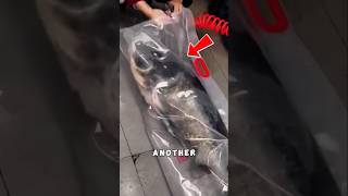 Fresh Fish Delivery The Japanese Way