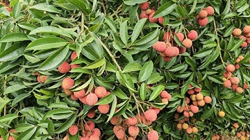 THĂM QUAN VƯỜN VẢI TÀU, TẠI THÔN CẢNH XÃ NAM DƯƠNG LỤC NGẠN