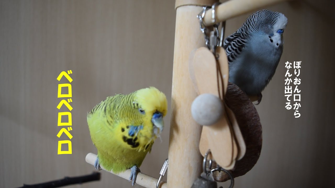 ジャンボセキセイインコ ぼりおんとデガー 伝染るんです アニマルビデオ まとめ