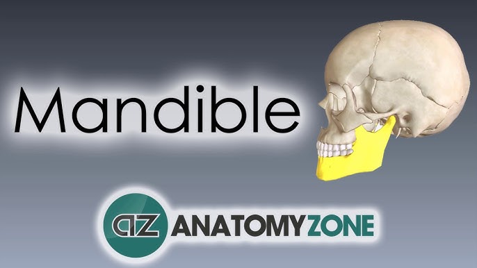Anatomy of the Mandible: Easy and Quick Guide — Eightify
