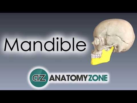 Video: Mandible Anatomy, Definition & Function - Kroppskartor