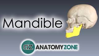 Mandible | Skull Anatomy