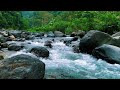Mindful Relaxation with Green Forest Stream and Gentle Birds Singing