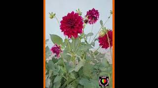 Di̇yar Di̇yar Gezeri̇m