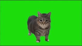 KUCING AKMAL FULL 1 JAM UIIA UI IA