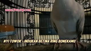 Puter pelung juara 1