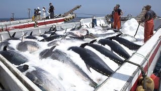 Amazing Fast Bluefin Tuna Fishing Skill - Awesome Fish Processing Machine