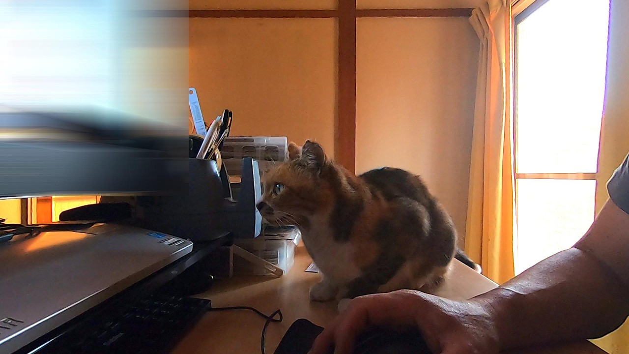 外泊から帰ってきた父の側から離れない健気な娘猫