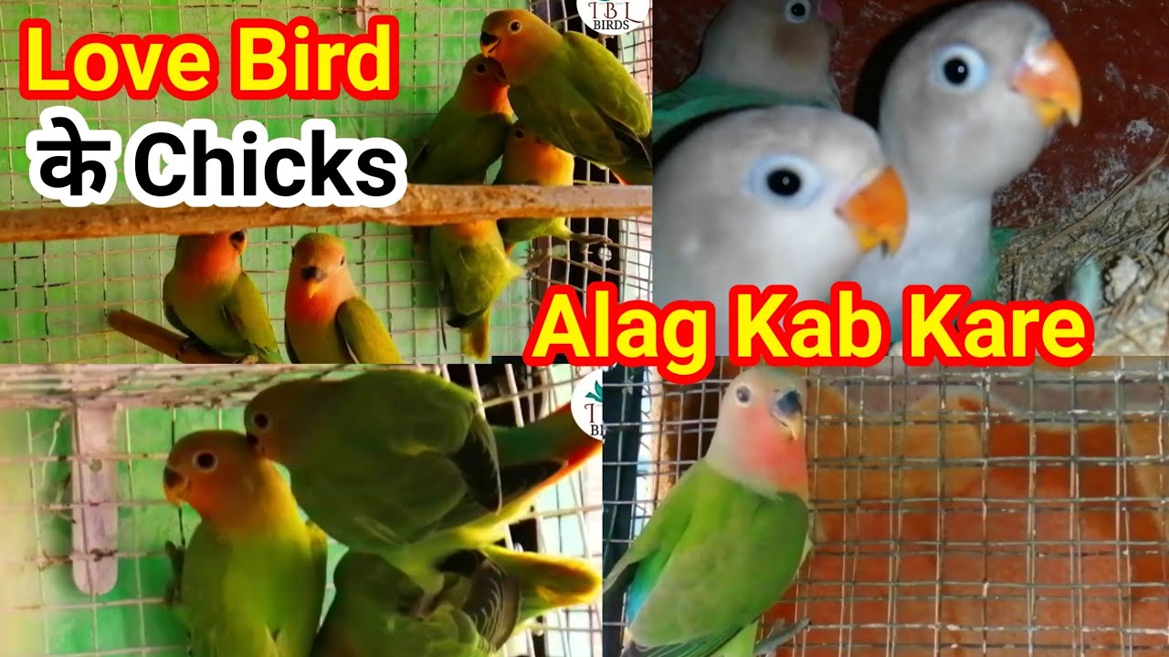 Love Birds Ke Chicks (Patthe) Alag Kiye / Pattho Ko Kyu Alag Kare/ First Clutch Completed
