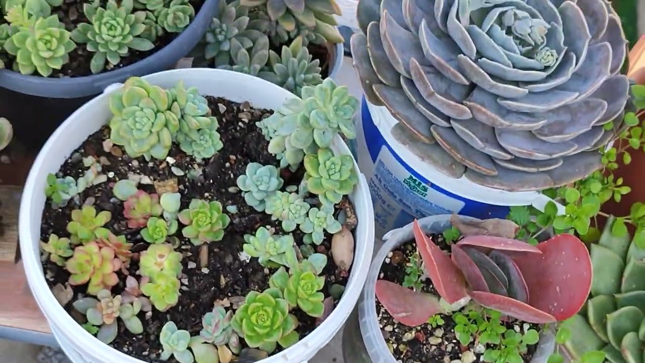 Ayşe hanımın kargosu İstanbul'a gidiyor🌺#aboneol #youtube #benionecikar 