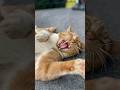 A Cat Laughing Like a Human 😂🐱👀  #Cat#FunnyCat#LaughingCat#CuteAnimals#ViralVideo #cuteanimals