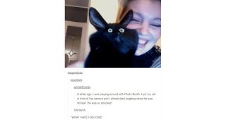 Cat Posts On Tumblr