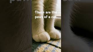 these are the paws of a cat. #things #learning #cat #paws #catpaws #shorts