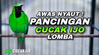 PANCINGAN CUCAK IJO GACOR BIKIN IJO BAHAN CEPAT NYAUT DENGAN AUDIO JERNIH DONGKRAK EMOSI BIRAHI