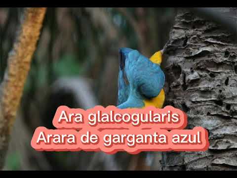 Vídeo: Papagaio Eclectus