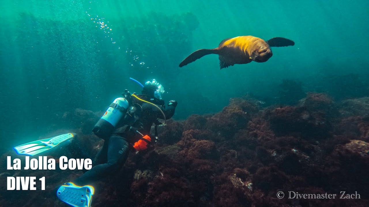 la-jolla-cove-dive-1-uncut-youtube