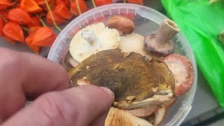 Latvians love mushrooms, they even eat wooly milk caps, visit to Riga market and fungi exhibition