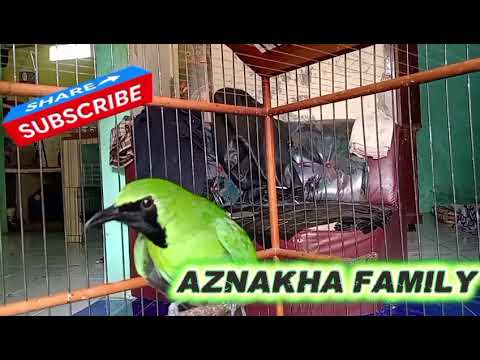 Pancingan burung cucak ijo gacor 