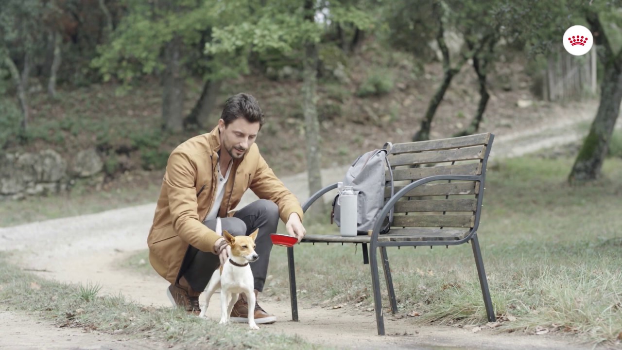 Aidez Votre Chien De Petite Race A Maintenir La Sante De Son Système Urinaire