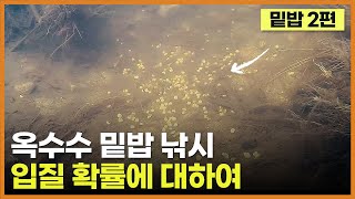 밑밥 낚시 2편 - 입질 확률에 대하여 (옥수수 미끼)