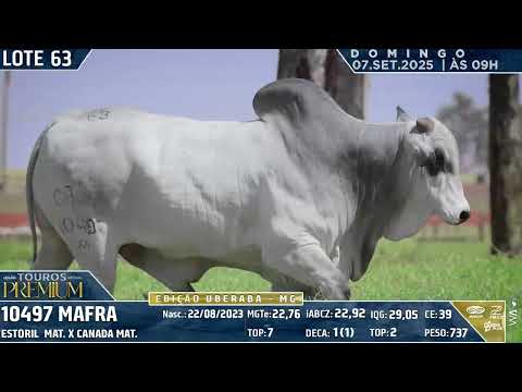 LOTE 63