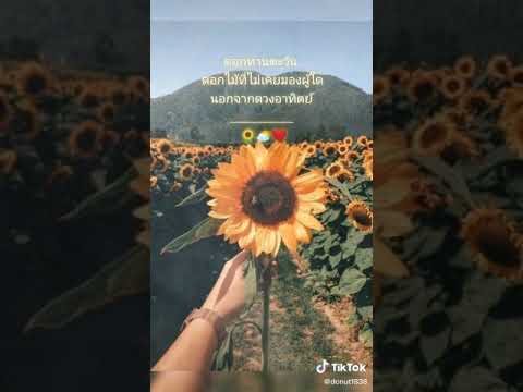ความหมายของ"ดอกทานตะวัน🌻🌻