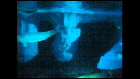 PL JOURNAL 15: EVALUATING WHALE FOSSILS USING EVOLUTION, CREATION, DESIGN MODELS.avi