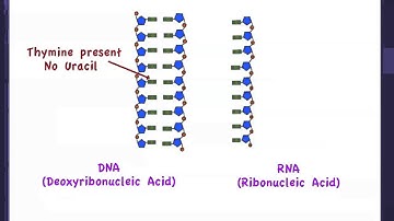 2.6 Differences between DNA and RNA