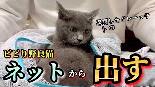 保護したビビり野良兄妹が【借りてきた猫】になりました。 #19