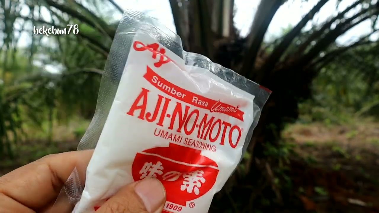 5 Manfaat Ajinomoto serta kandungannya untuk kelapa sawit (buah jadi lebat)
