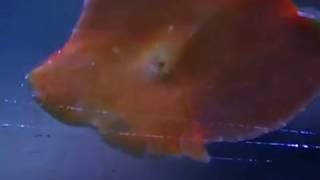 Flat Worm - Close Up Shot