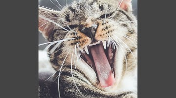 Sensational Ambiance for Mysterious Cat Behavior