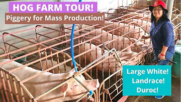 PIG FARM TOUR | Piglet Mass Production | Clean/Organized | Where we Buy our Piglets for Fatteners!