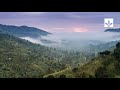 Future Coffee Supply and Deforestation