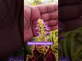 Coleus flowering plants l#reel #subscribe #garden #coleus_plant #viral_shorts #motivation