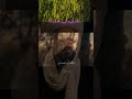 هو يا مولاي هو اسمعها