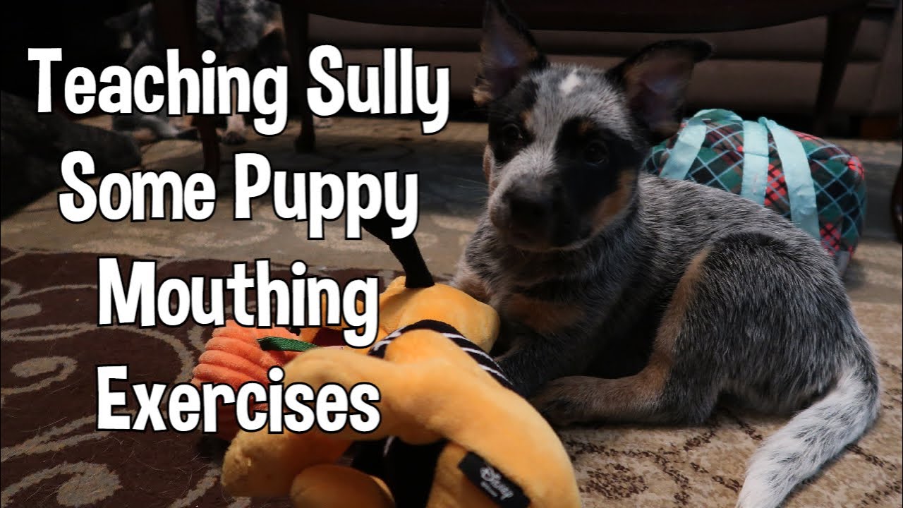 Raising Sully Puppy Mouthing Bite Inhibition YouTube Raising Sully Puppy Mouthing Bite Inhibition YouTube