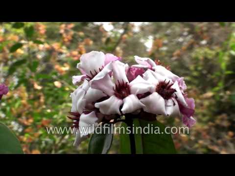 Strophanthus gratus or