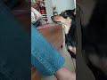 Paneeeeerrrrr...../tuffy #doglover #dogshorts #pets #adoptdontshop