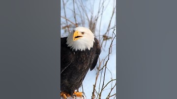 Fun fact about red-tailed hawk sound.