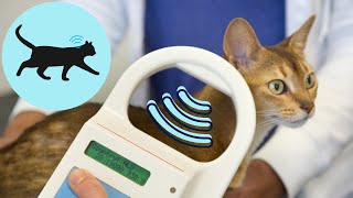 What is MICROCHIPPING??? And why it's NECESSARY