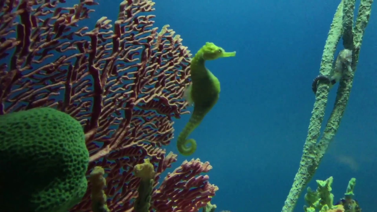Seahorses in Saltwater Aquarium YouTube