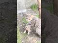 Tiny fighters, big fun#cat #edit #kitten #viral #sorts #video #online #official #kiiten #play #vlog
