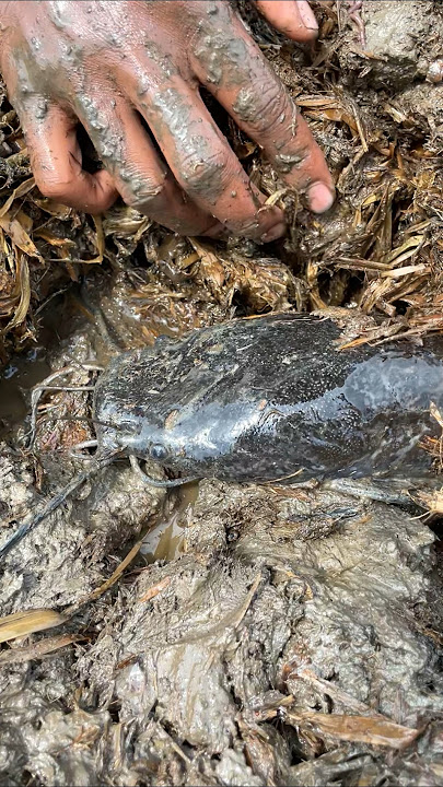 Amazing Catfish Searching #shorts