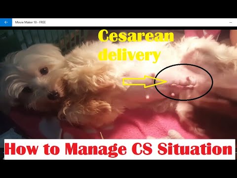 Maltese dog Cesarean delivery : How to Manage :Tips and Decision making : with English Subtitle